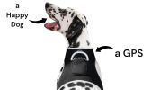 Long Range Tracking Pet Tracker GSM GPS Tracking Collars for Hunting Dogs Size:XS