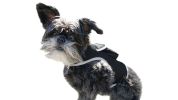 Enhanced GSM GPS Mini Pet Locator Tag Waterproof Dog/Cat Tracking Sys Size:M